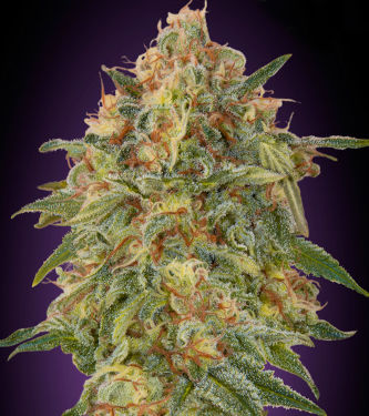 Zkittlez > Advanced Seeds | Feminized Marijuana   |  Indica