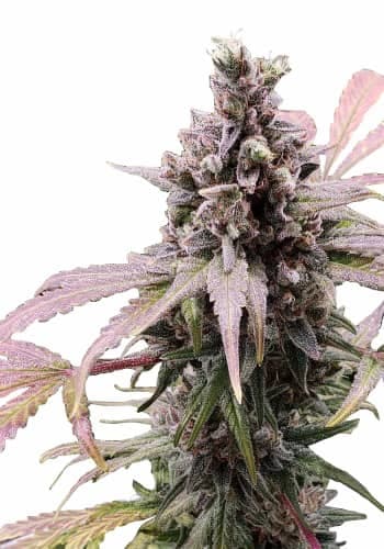 Zkittlez > Linda Seeds | Graines Féminisées  |  Indica