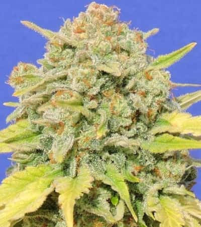 Zkittlez > Original Sensible Seeds | Graines Féminisées  |  Indica