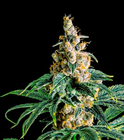 Zkittly Zi Zi > Bulk Seed Bank | Feminisierte Hanfsamen  |  Hybrid