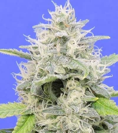 Zkittzy Gorilla > Original Sensible Seeds | Graines Féminisées  |  Indica