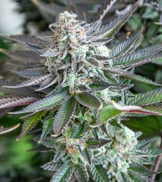 Strawberry Banana Gelato XL Auto strain > Sweet Seeds ▷ THC > 20%