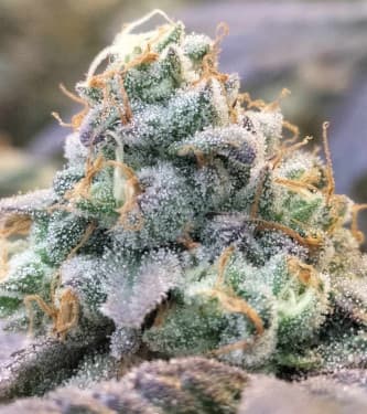 Zlurpi > Grounded Genetics | Feminized Marijuana   |  hybrid