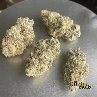 Zoap Samen > Linda Seeds | Feminisierte Hanfsamen  |  Hybrid