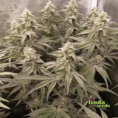 Zoap Samen > Linda Seeds | Feminisierte Hanfsamen  |  Hybrid