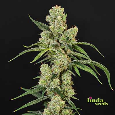 Zoap Samen > Linda Seeds | Feminisierte Hanfsamen  |  Hybrid