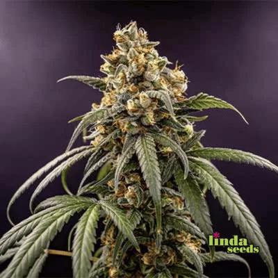 Zoap Samen > Linda Seeds | Feminisierte Hanfsamen  |  Hybrid