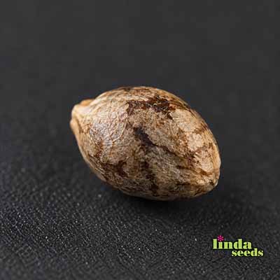 Zoap Samen > Linda Seeds | Feminisierte Hanfsamen  |  Hybrid