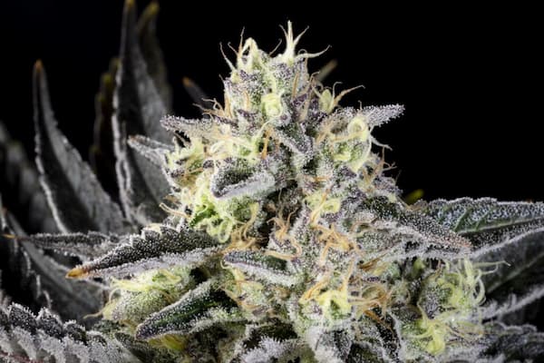 Zoap Rosé Seed > Kannabia Seeds | Feminized Cannabis   |  Sativa