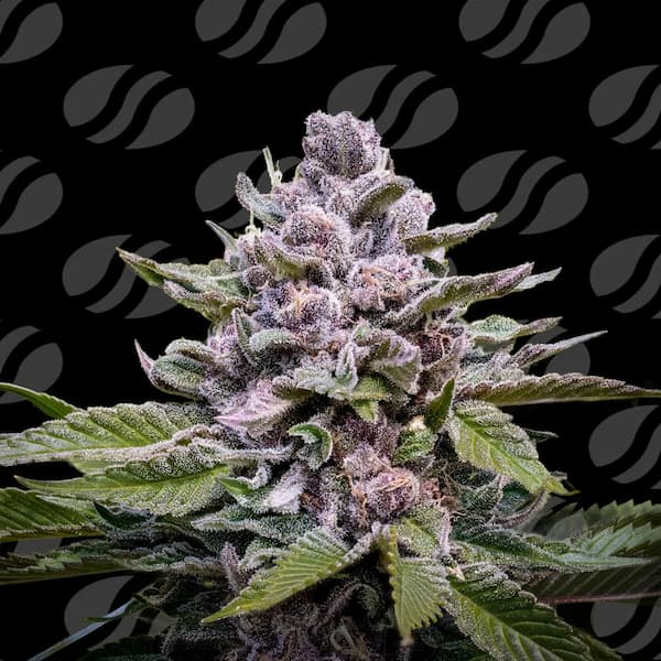 Zoapaya Auto Samen > Original Sensible Seeds | Autoflowering Hanfsamen  |  Indica