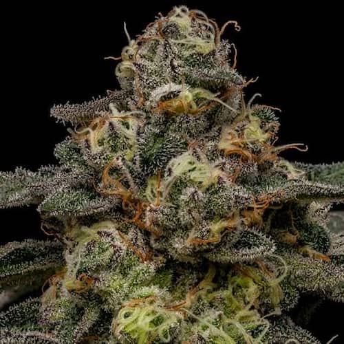 Zombie Bride x Runtz Seed > Ripper Seeds | Feminized Cannabis   |  Indica