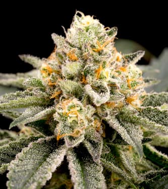 Zombie Bride > Ripper Seeds | Cannabis seeds recommendations  |  TOP 10 Feminized