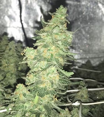 Zombie Death Fuck > Blim Burn Seeds | Feminisierte Hanfsamen  |  Indica