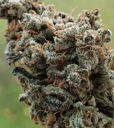 Zombie Death Fuck > Blim Burn Seeds | Feminized Marijuana   |  Indica