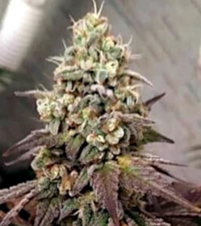 Zombie Death Fuck > Blim Burn Seeds | Feminisierte Hanfsamen  |  Indica