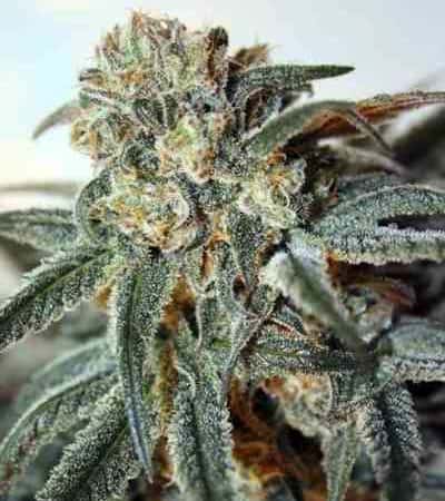 Zombie Kush > Ripper Seeds | Recomendaciones para las semillas de cannabis  |  TOP 10 feminizadas