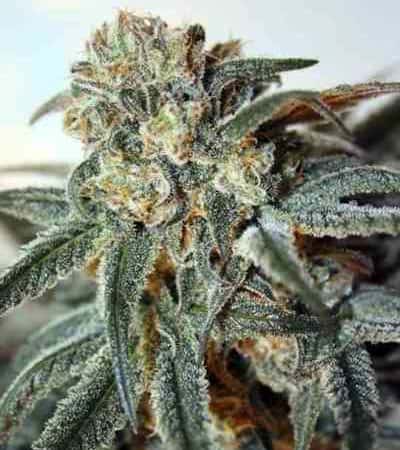 Zombie Kush > Ripper Seeds | Feminized Marijuana   |  Indica