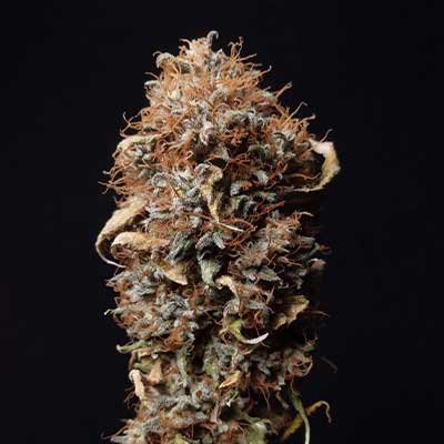 Zookies > Tramuntana Seeds | Feminisierte Hanfsamen  |  Hybrid