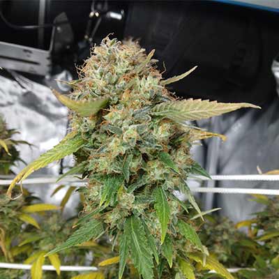 Zookies > Tramuntana Seeds | Feminisierte Hanfsamen  |  Hybrid