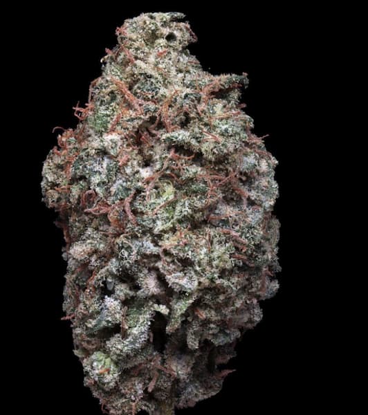ZourGum Seed > T.H.Seeds | Feminized Cannabis   |  Hybrid