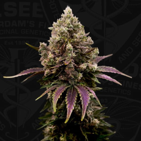 ZourGum Seed > T.H.Seeds | Feminized Cannabis   |  Hybrid