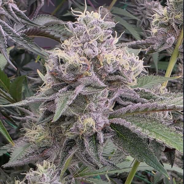 Ztrawberry Soup Samen > Bask Triangle Farms | Reguläre Hanfsamen  |  Indica