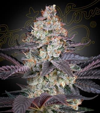 Ztrwaberry > Green House Seed Company | Feminized Marijuana   |  hybrid