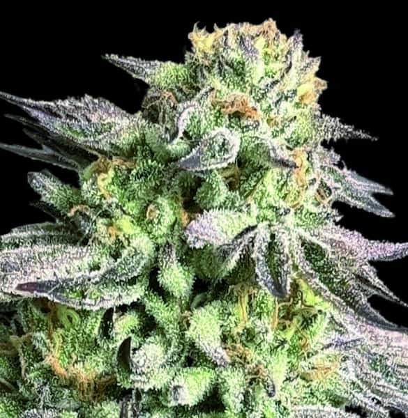 Zunami Peach Samen > 00 Seeds | Feminisierte Hanfsamen  |  Indica