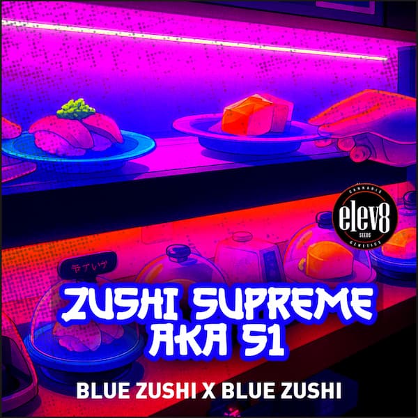 Zushi Supreme semilla > Elev8 Seeds | Semillas feminizadas  |  Híbrido