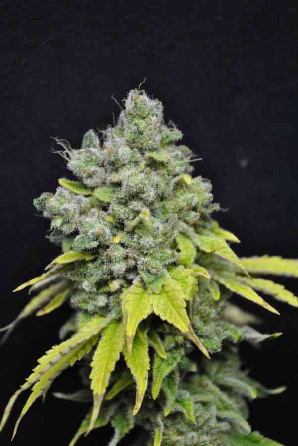 Cbd Skunk Haze Strain Dutch Passion Thc 10 15