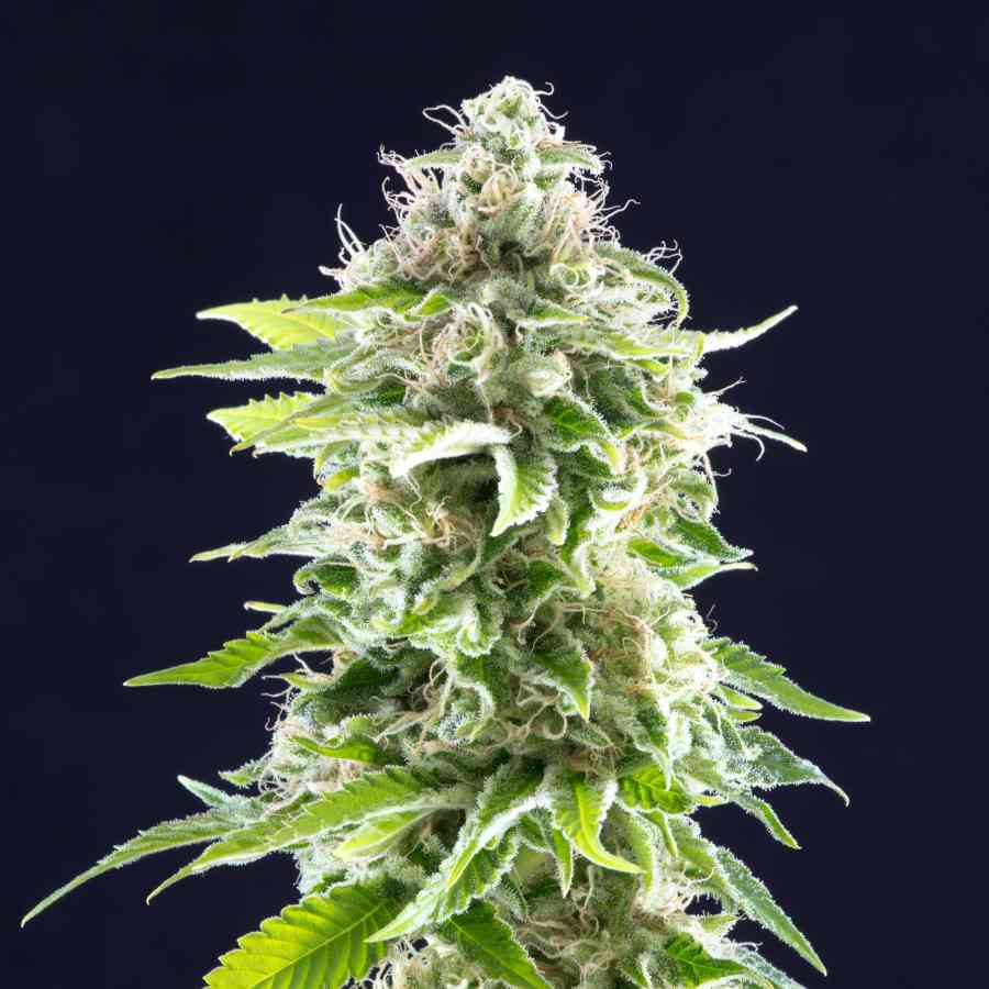 Cookies Haze strain > Kannabia Seeds ▷ Cannabinoid > 20%