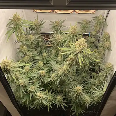 Hindu Kush 4