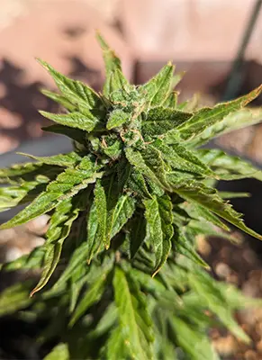 Hindu Kush 3