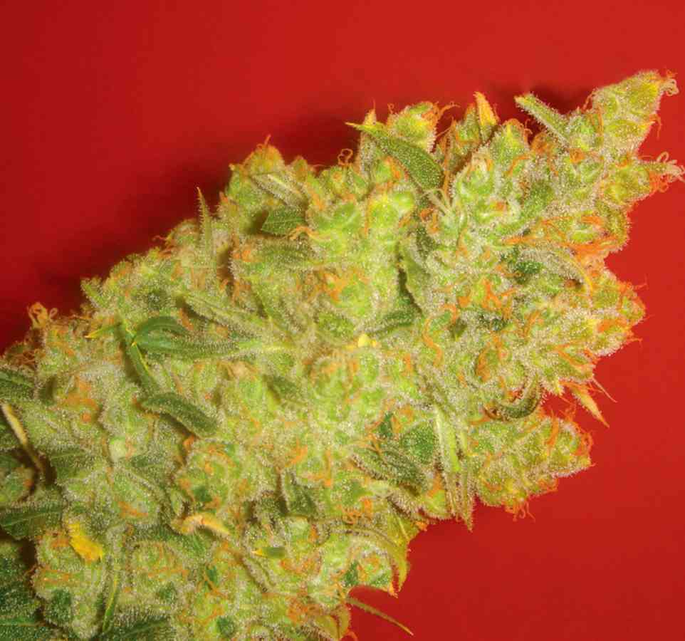 Jack La Mota 3