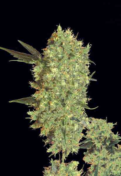 Marley S Bud Strain Bulk Seed Bank Thc 15 20