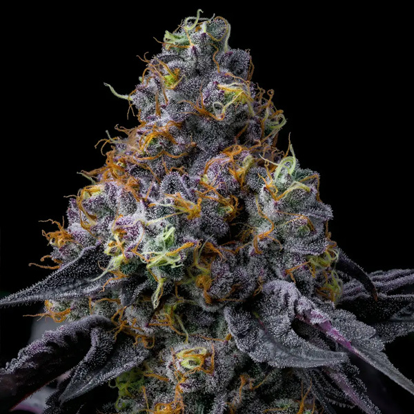 Rainbow Sherbet 3