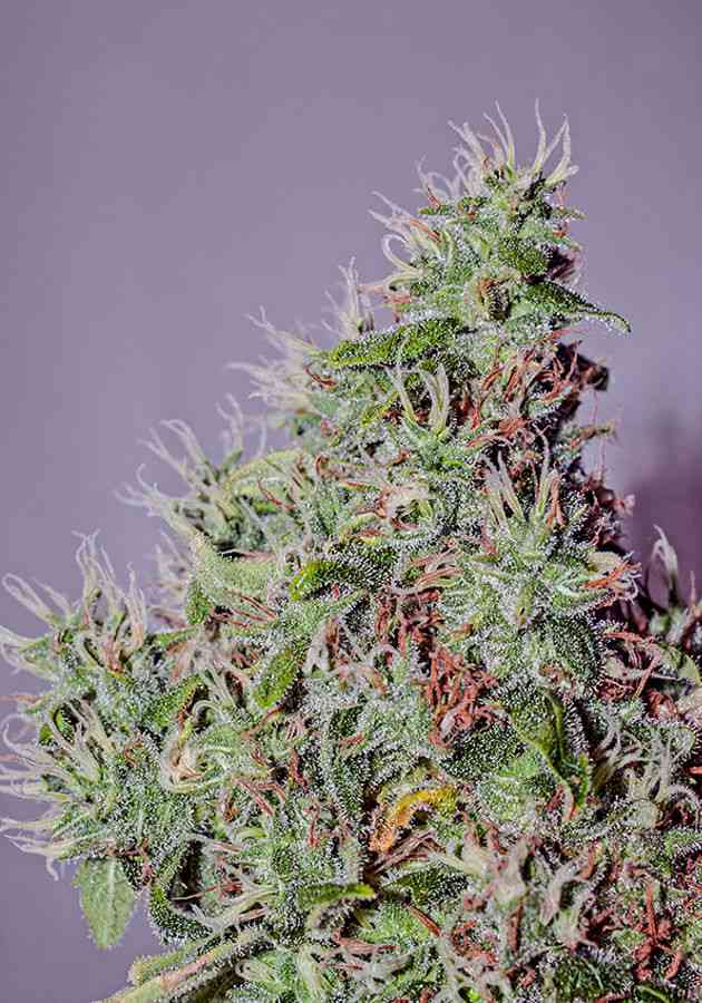 amnesia strain thc content amnesia strain thc content