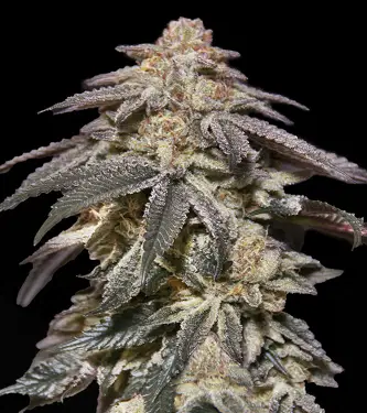 Apple Bananas 3