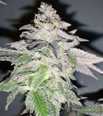 Apple Bananas 5