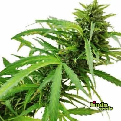 Gelato Glue 4