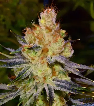 Orange Bud 2