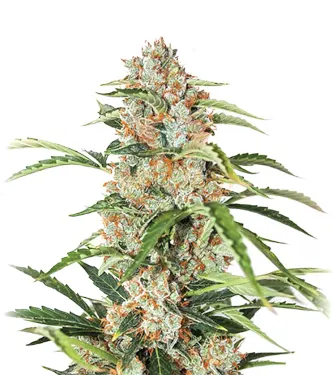 Orange Bud