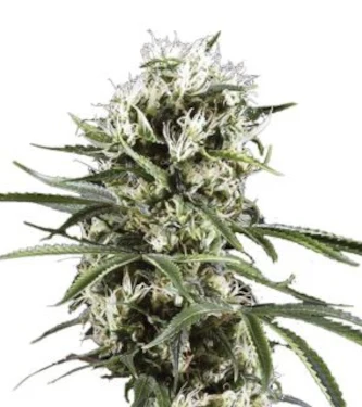 Orange Bud 4