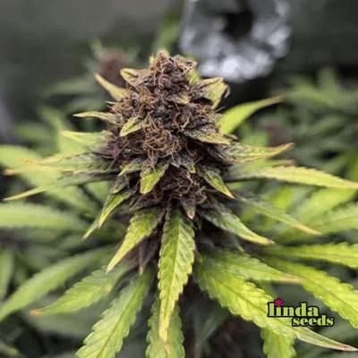 Purple Haze 3