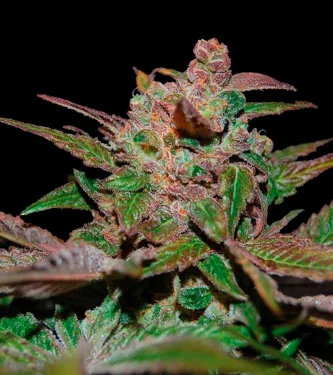 Purple Wreck 4