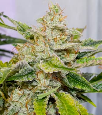 Skywalker Haze 2