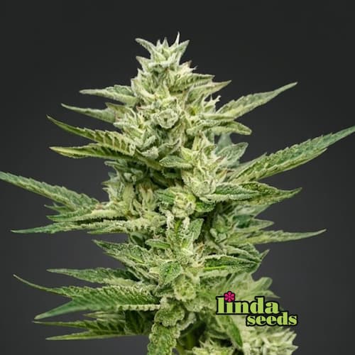 Wedding Cake 4
