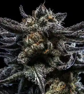 Zombie Kush 3