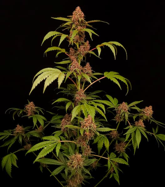Banana Purple 4
