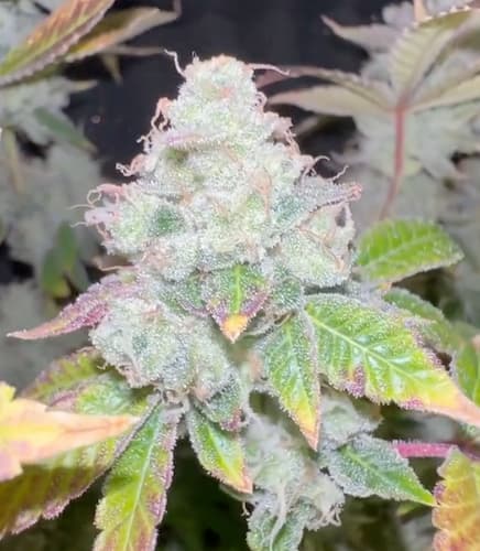 Barcelona Puff 5